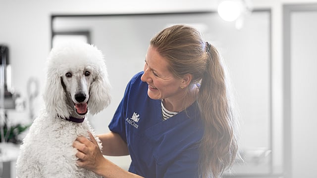 Kvinnlig veterinär klappar på en stor vit pudel.