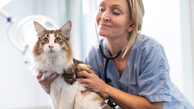 Kvinnlig, blonde veterinär undersöker en fluffig katt med stetoskop.