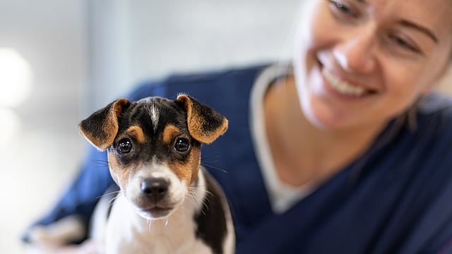 Veterinär håller i en liten hund som tittar in mot kameran.