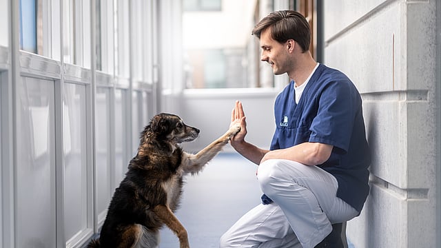 Manlig veterinär sitter på golvet och gör high-five med en hund.