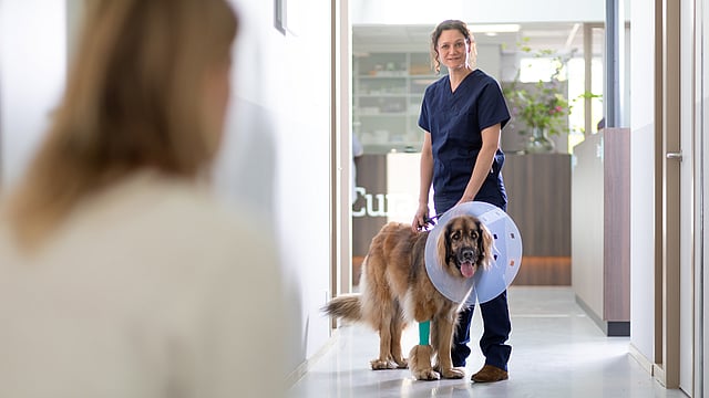 Veterinär står med en större, brun hund i tratt. Hunden har också ett grönt bandage på sitt främre ben.