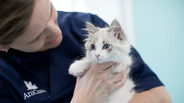 Veterinär håller i en långhårig kattunge.