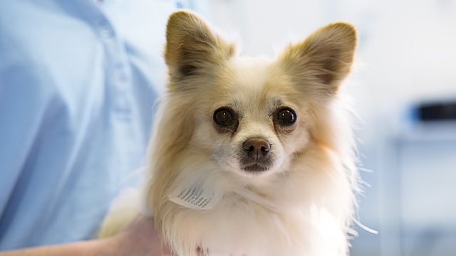Ljushårig, fluffig och liten hund tittar mot kameran.