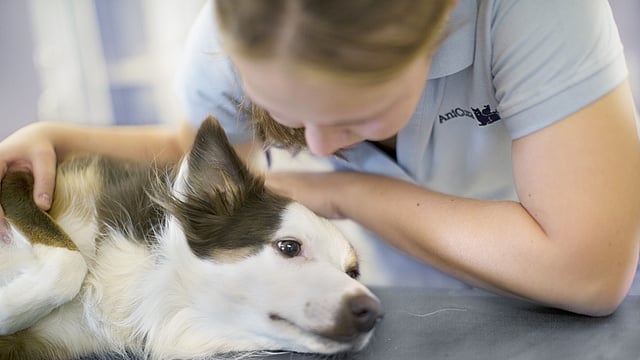 Hund ligger på ett undersökingsbord och blir klappad av en veterinär.