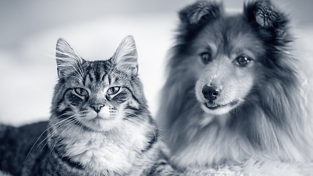 Hund och katt ligger ner och tittar mot kameran. Bilden är i svartvitt.