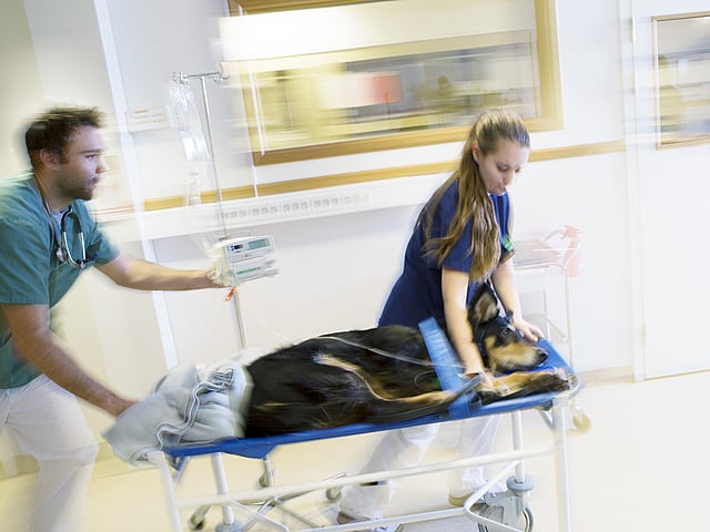 Hund ligger på en undersökningsvagn och rullas framåt av två veterinärer.