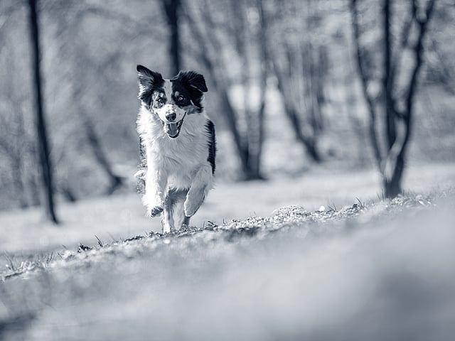 Två kvinnliga veterinärer håller i två valpar var och ler för kameran.