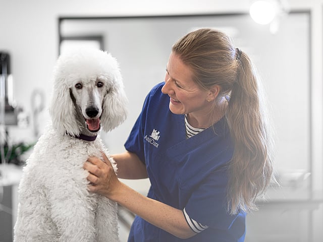 Kvinnlig veterinär klappar på en stor vit pudel.