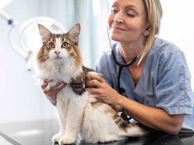 Kvinnlig, blonde veterinär undersöker en fluffig katt med stetoskop.