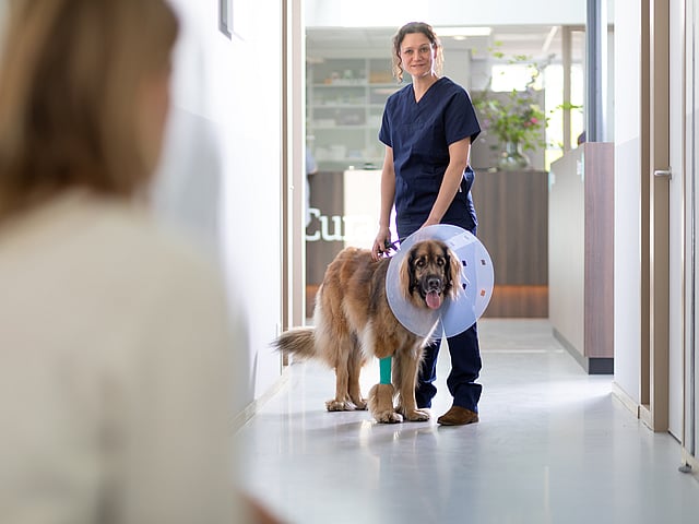 Veterinär står med en större, brun hund i tratt. Hunden har också ett grönt bandage på sitt främre ben.