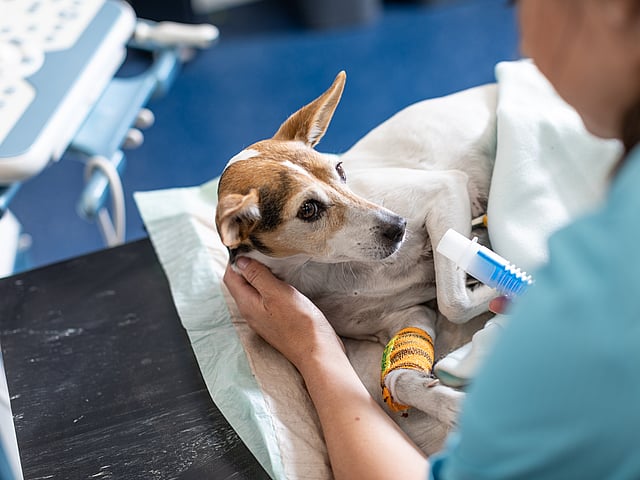 Vit hund med stora bruna öron ligger ner inlindad i en filt och undersöks av en veterinär.