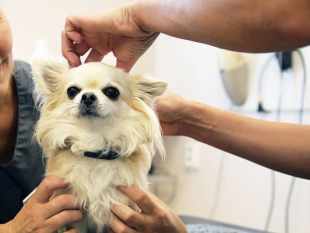 Två veterinärer undersöker en ljushårig chihuahua.