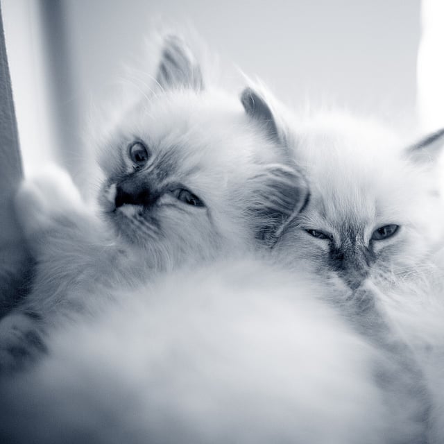 Två vita, fluffiga kattungar myser med varandra.