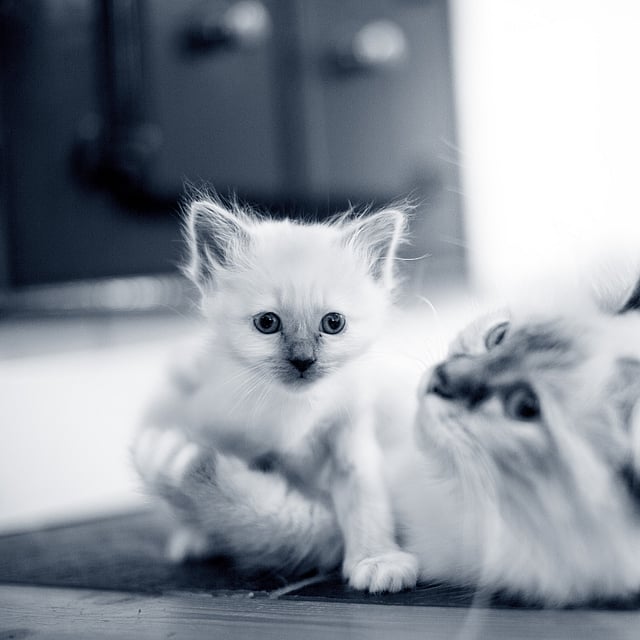Vit kattunge omfamnas av sin kattmamma.