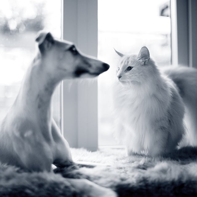 Hund och katt ligger vid en glasdörr.