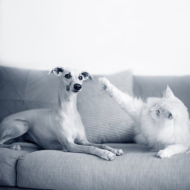 En vit, långhårig katt och en ljushårig hund ligger på en soffa. Hunden tittar mot kameran medan katten tittar på hunden. Katten har lyft sin tass och det ser ut som att den vill klappa hunden.