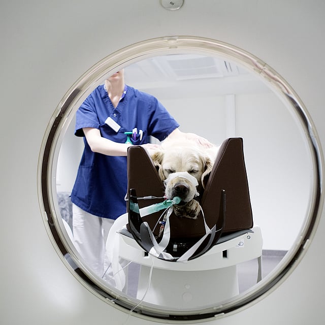 Hund som sover åker in i en undersökningsmaskin.
