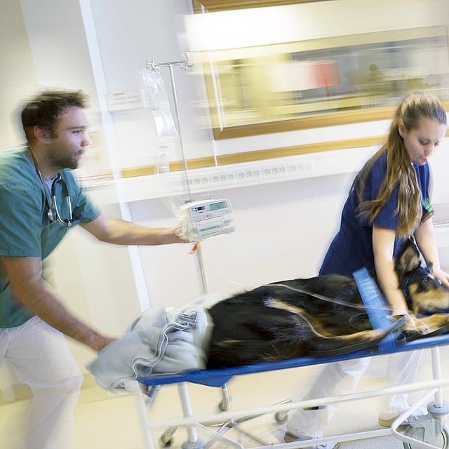 Hund ligger på ett undersökningsvagn och rullas framåt av två veterinärer.
