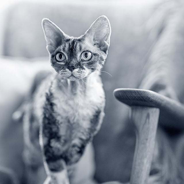 Katt sitter på en stol och kollar framåt.