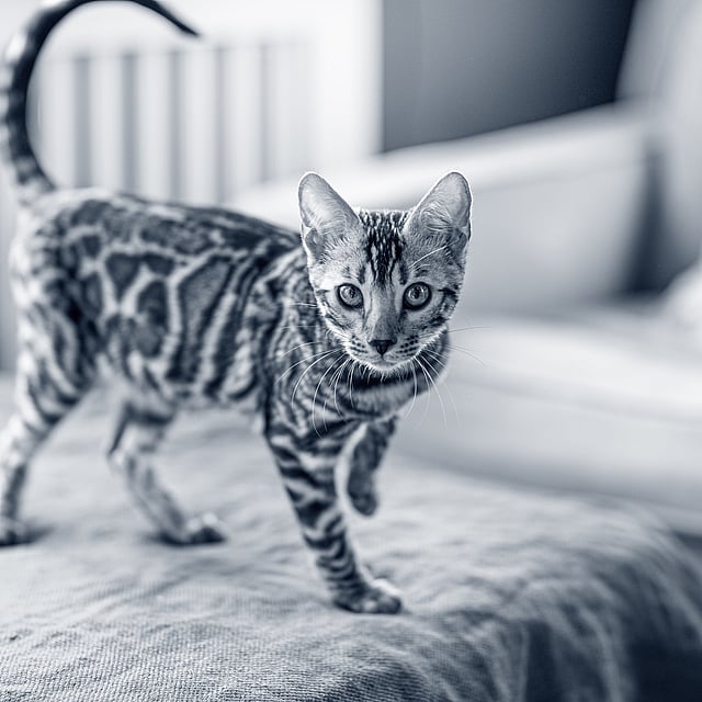 En fläckig katt av rasen Bengal står på ett bord inomhus.