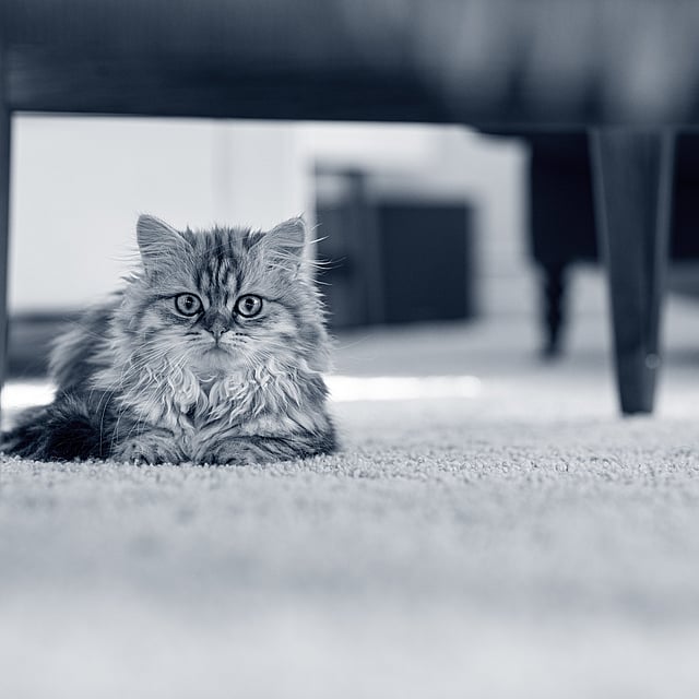 Liten, fluffig kattunge ligger under en stol.
