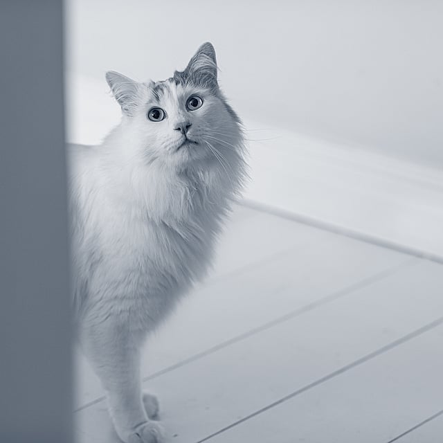 Vit katt står bakom en dörr.