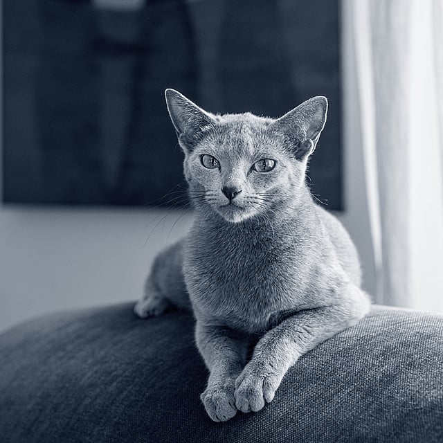 En grå katt sitter på en soffas armstöd. Bilden är i svartvitt.