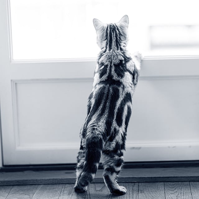 Katt balanserar vid en dörr.