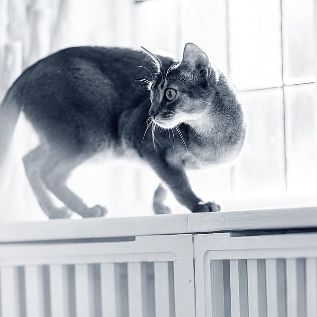 En katt balanserar på en fönsterbräda och kollar bakåt. Bilden är i svartvitt.