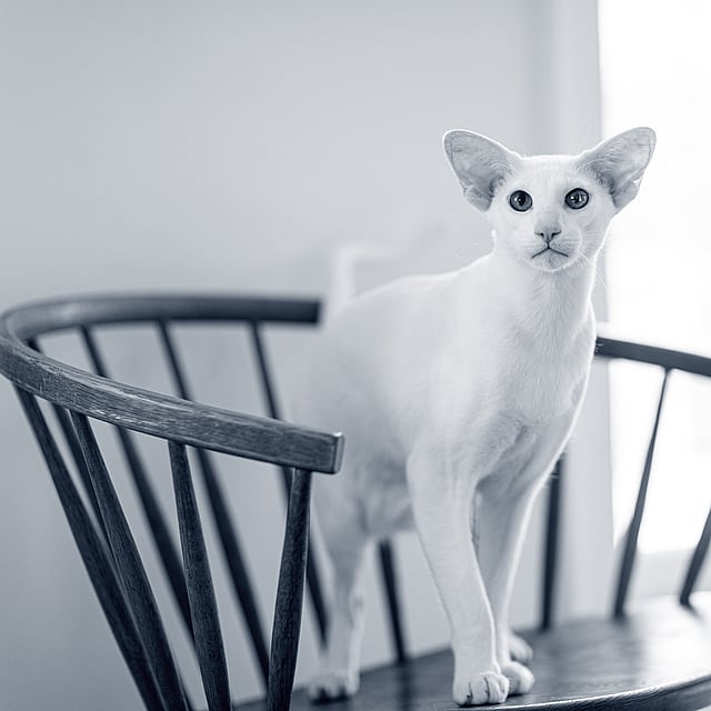 Vit katt med stora öron står på en trästol.