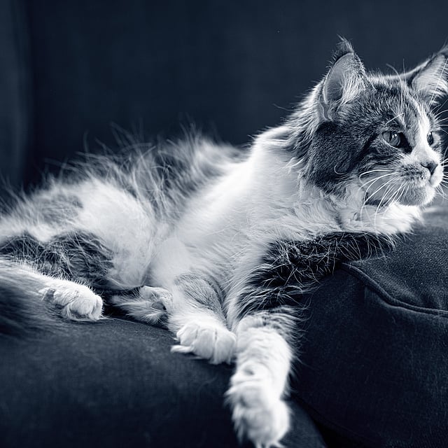 Långhårig, tvåfärgad katt ligger på soffan och kollar åt höger.