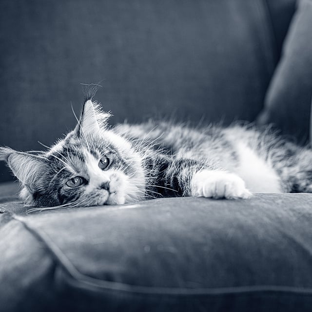 En långhårig katt med stora öron ligger på soffan och vilar. Bilden är i svartvitt.