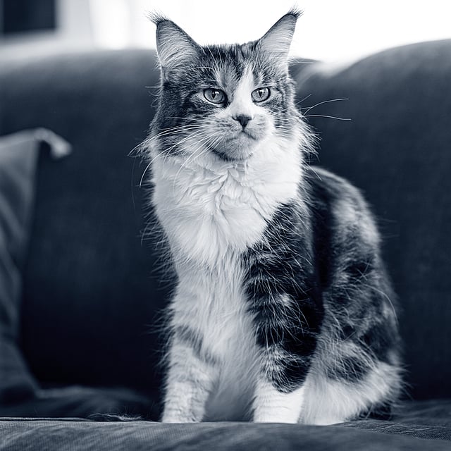 Fläckig katt sitter på en soffa.