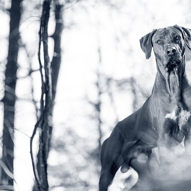 Hund ute i naturen.