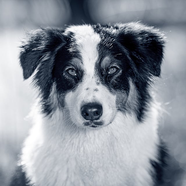 En svartvit hund står och kollar mot kameran.