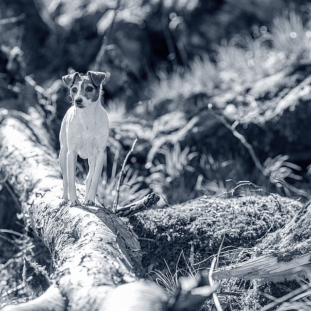 En liten hund står på en stock i skogen.
