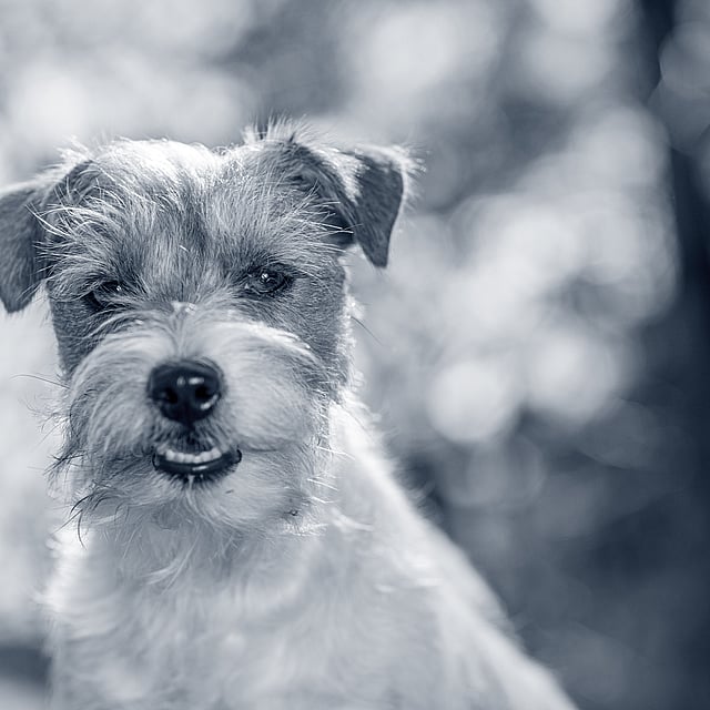 En liten och glad hund kollar mot kameran.