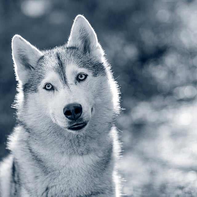 En husky i skogen tittar in i kameran.