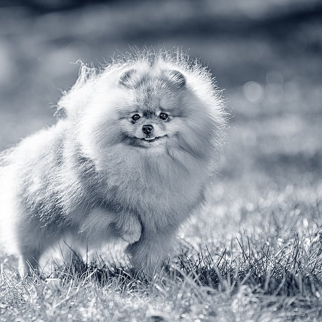 En pomeranian står utomhus på gräsmattan och lyfter sitt ena framben.