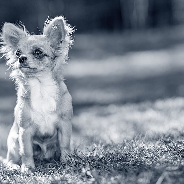 En långhårig chihuahua sitter på en gräsmatta.