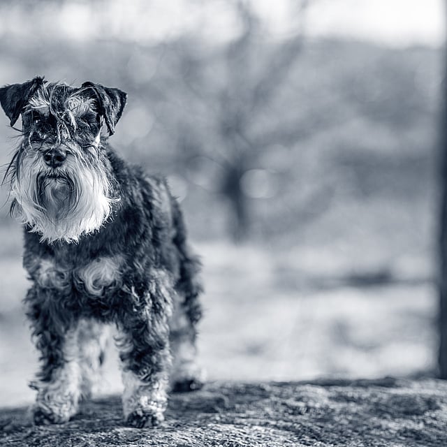 En schnauzer med långt skägg står på en sten ute i naturen.