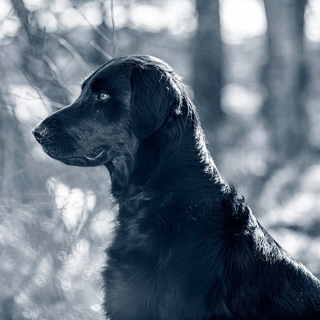 En svart hund står ute i naturen. Bilden är i svartvitt.