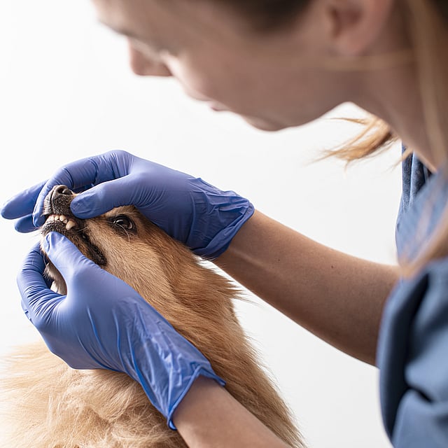 Veterinär undersöker en liten hunds tänder.