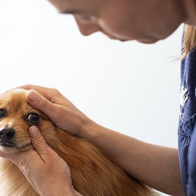 Veterinär undersöker en brunhårig hunds ögon.