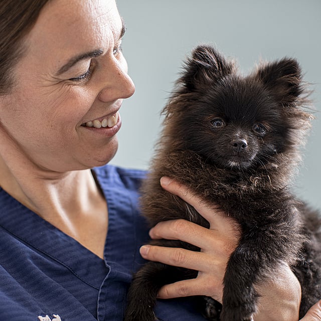 En veterinär håller i en brun pomeranian-valp.