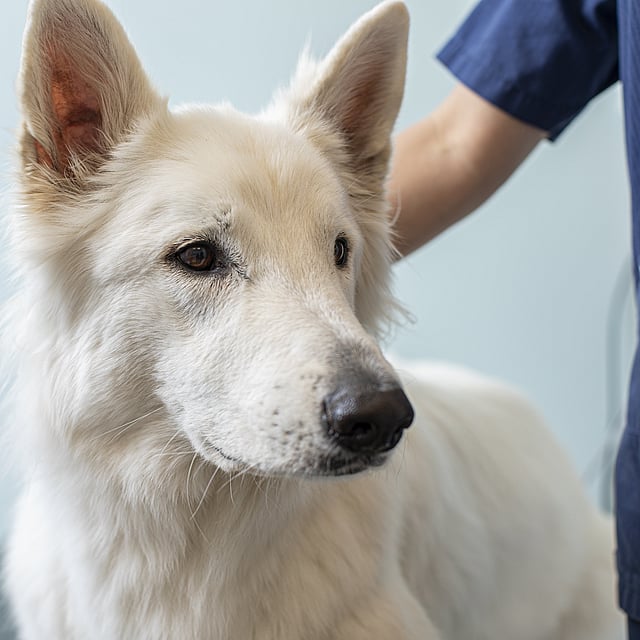 Vit hund är på besök hos veterinären.