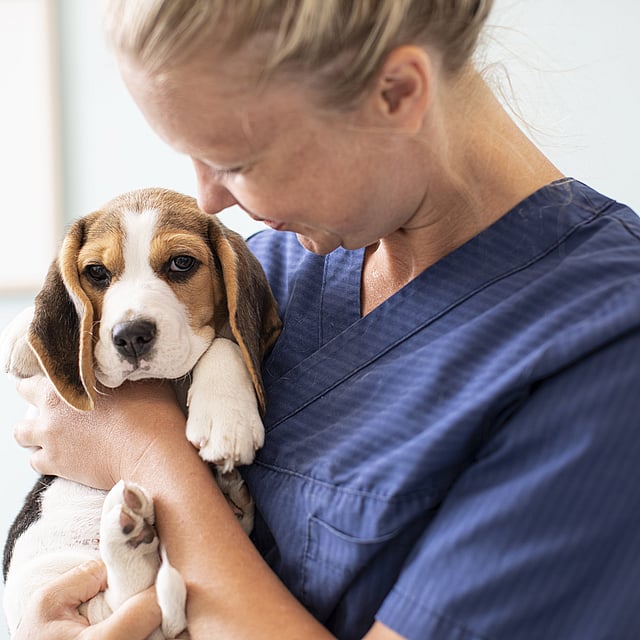 Kvinnlig veterinär håller i en Beagle.