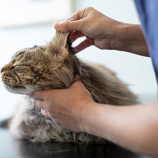 Grå katt ligger på ett undersökningsbord. En veterinär examinerar kattens öron.