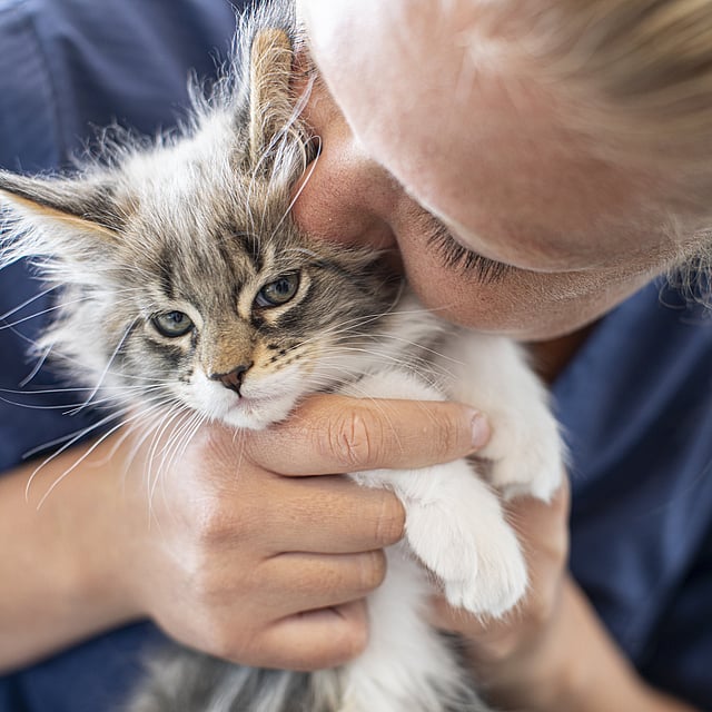 En kvinnlig veterinär pussar på en liten gråhårig kattunge med stora öron och ljusblåa ögon.
