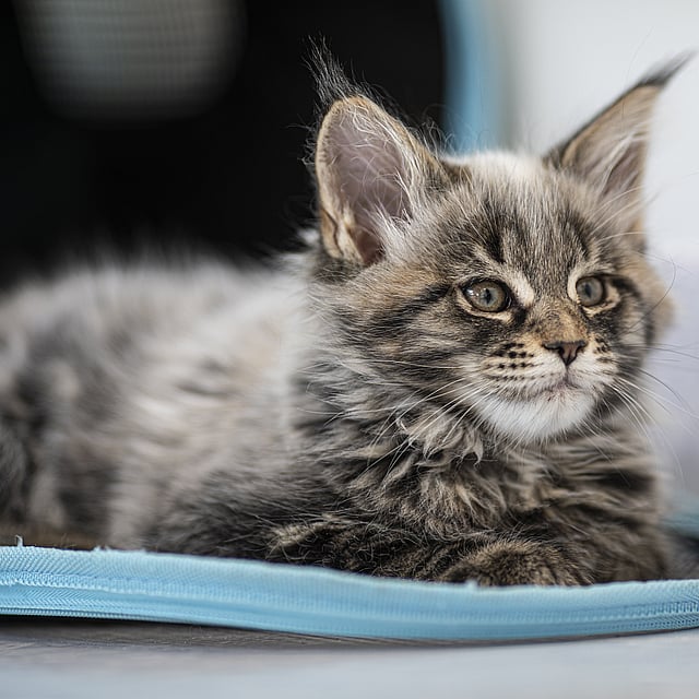 Gråhårig katt med blåa ögon och stora öron ligger ner och kollar bort.